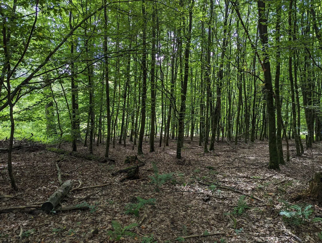 Königsforst, Köln