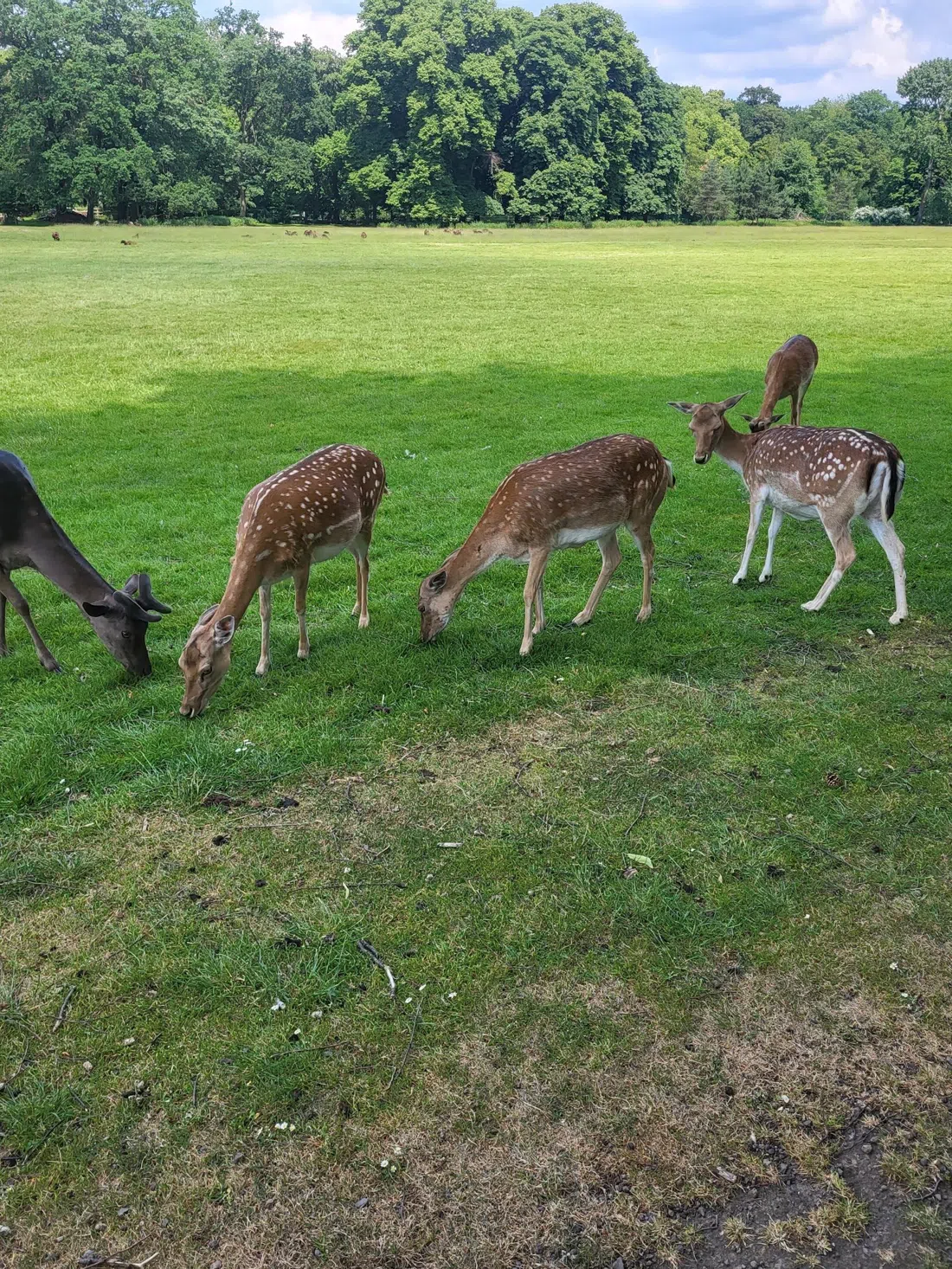 Lindenthaler Tierpark, Köln